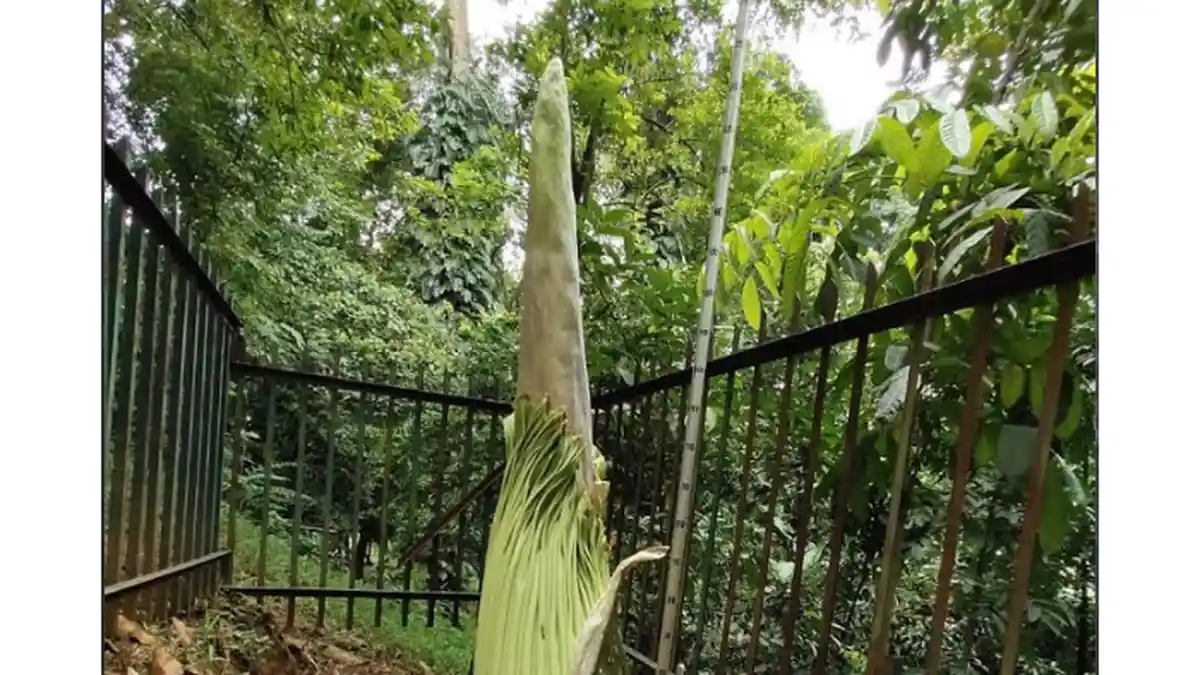 Siap Mekar, Ini Penampakan Bunga Bangkai Amorphophallus Titanum di Kebun Raya Bogor