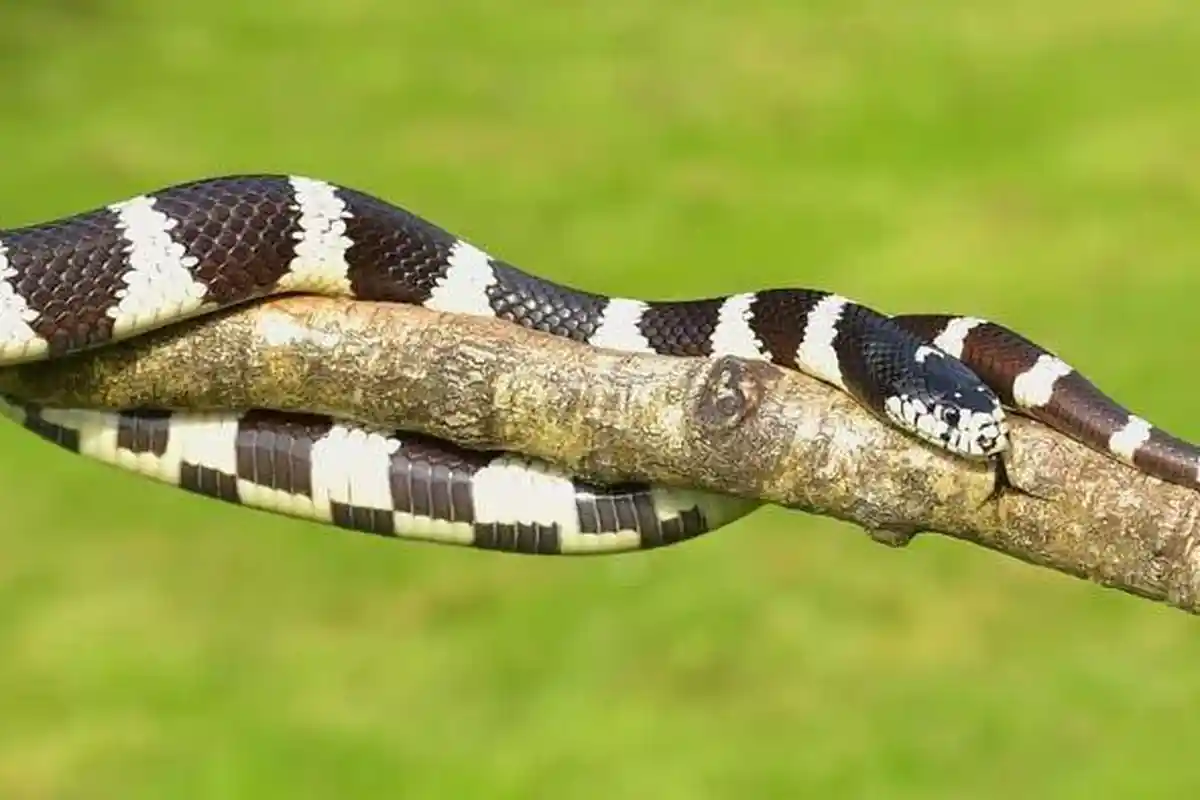 Pengobatan Pertama Jika Digigit Ular, Termasuk Ular Weling!