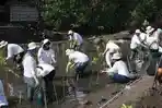 Konservasi Lingkungan, 1.000 Pohon Mangrove Ditanam di Lombok NTB
