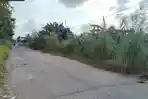 Khawatir Jadi Sarang Ular Warga Minta Pemerintah Pangkas Rumput Liar di Jalan Poros Bayor Mateng