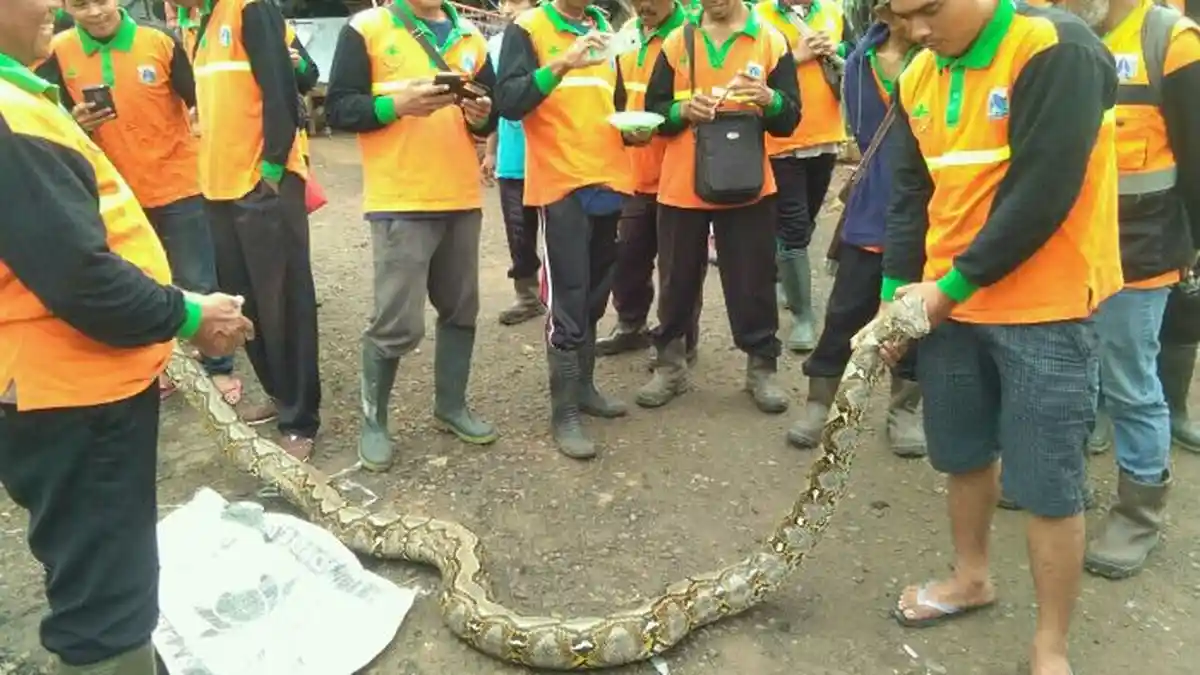 Ular Sanca Sepanjang 4 Meter Penghuni Danau Sunter, Ditangkap dan Dilepas Lagi karena Alasan Mistis
