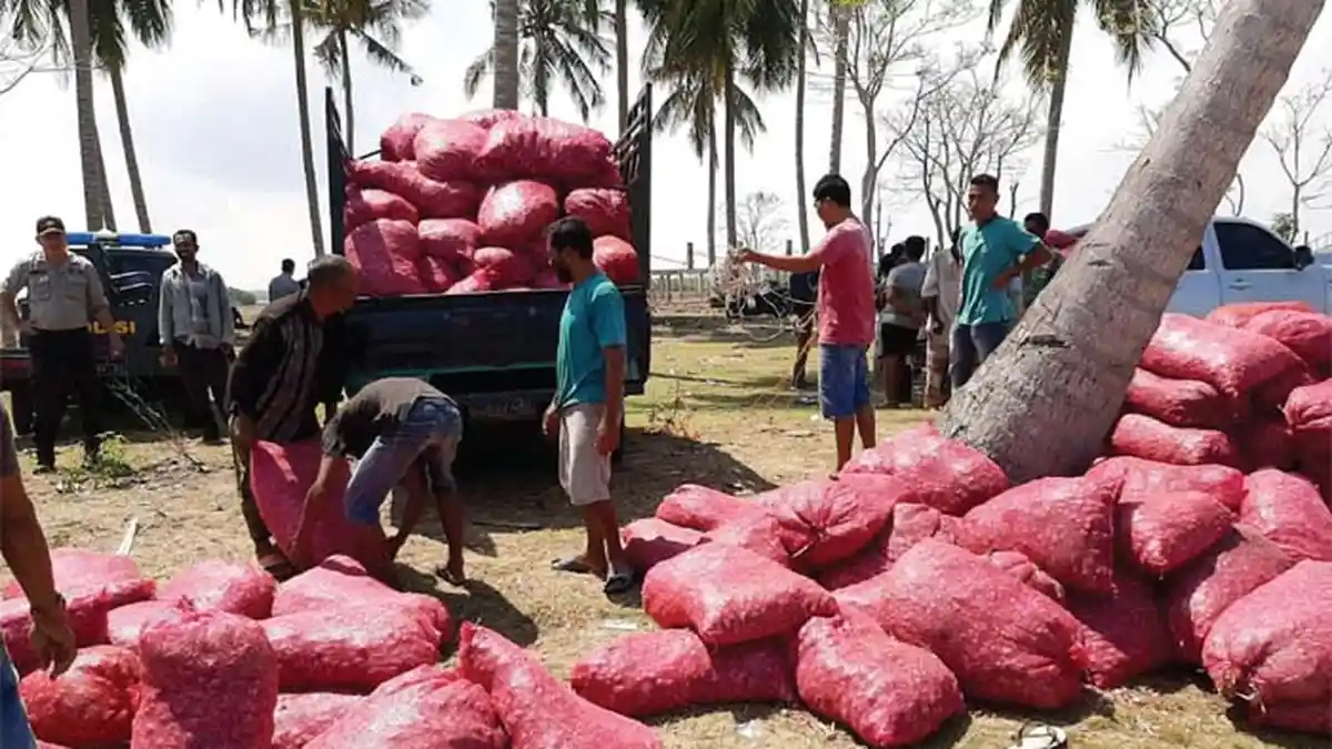 Bawang Ditumpuk di Pinggir Laut, Diselundupkan dari Thailand   