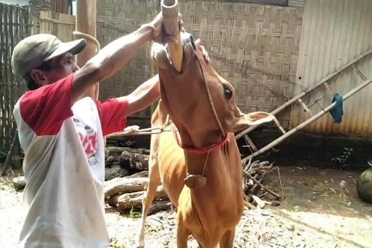 Kementan: Penyebaran PMK Pada Ternak Sangat Tinggi karena Melalui Udara