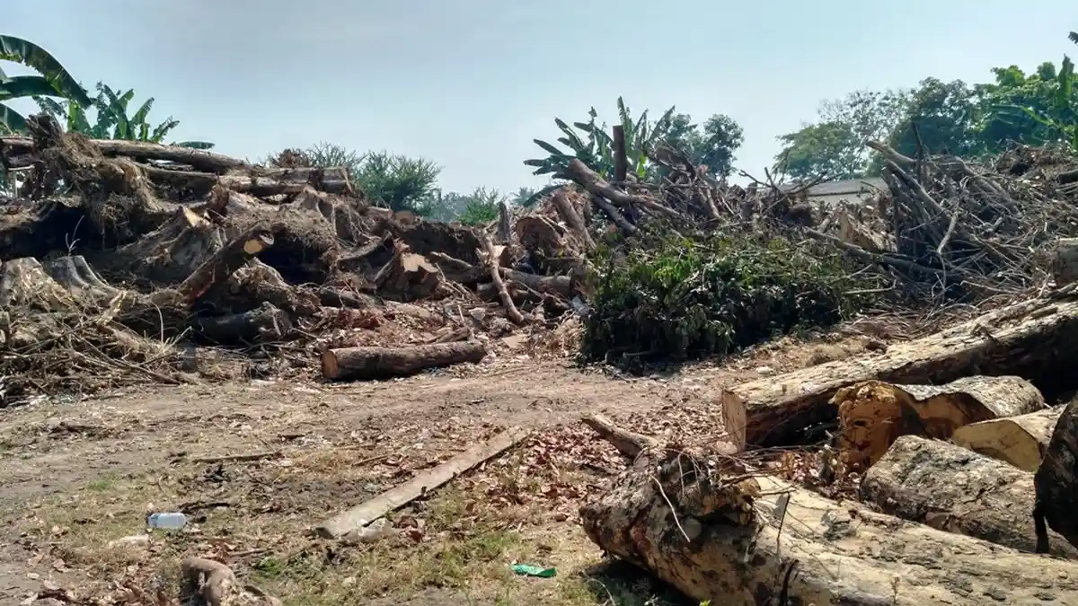 Jalan Jendral Sudirman Bantul akan Kembali Ditanami Pohon