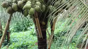 Kelapa-kopyor-UMP.jpg
