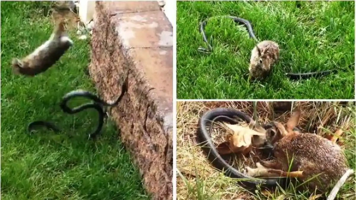 Viral Video : Kelinci Lawan Ular yang Hendak Memangsa Anaknya
