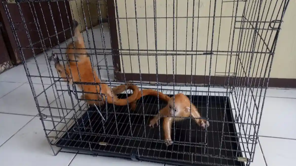 2 Ekor Simpai yang Ditinggal Induknya Ditemukan Petani di Pasaman, Kini Dirawat BKSDA Sumbar