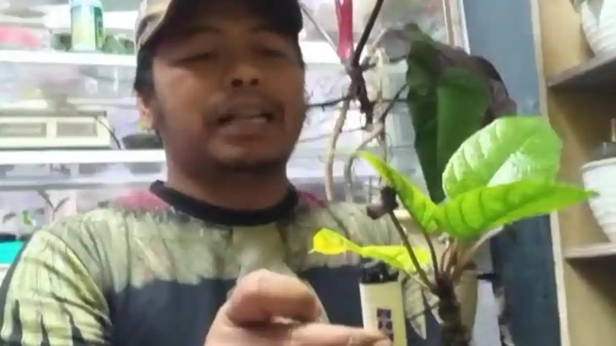 WOW, Si Imut Berharga Jutaan, Anthurium Tusuk Konde Diburu Kolektor Tanaman, Tinggi Hanya 6 Centi