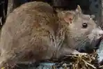 Diskes Pastikan Belum Ada Kasus Hantavirus di Pringsewu