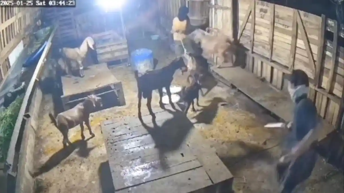 Setahun Buron, Pencuri Kambing di Gowa Diringkus