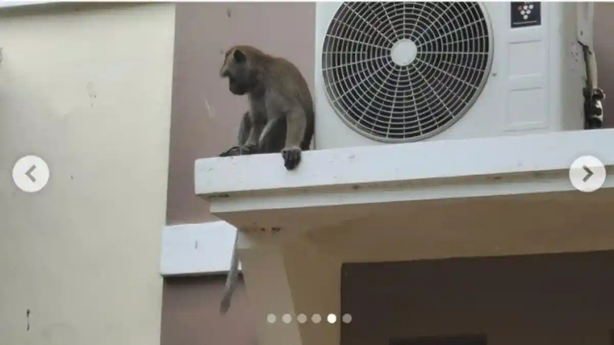 Kaget Rumah Tiba-tiba Berantakan, Ternyata Diacak-acak oleh Monyet Liar