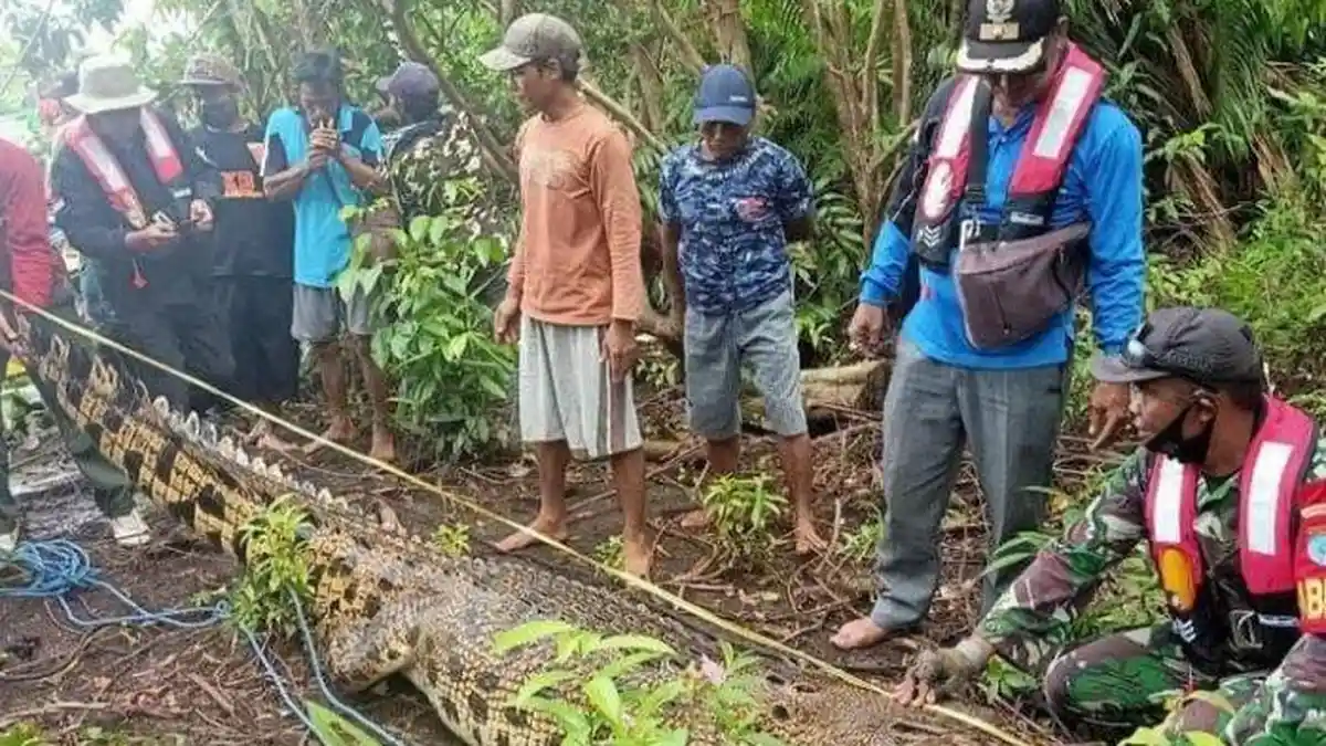 Nayan Ditemukan Tewas dengan Kondisi Tubuh Tak Utuh, Buaya Pemangsa Mati Terperangkap