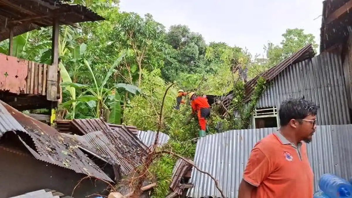 Maros Darurat Pohon Tumbang, BPBD Tetapkan Status Siaga