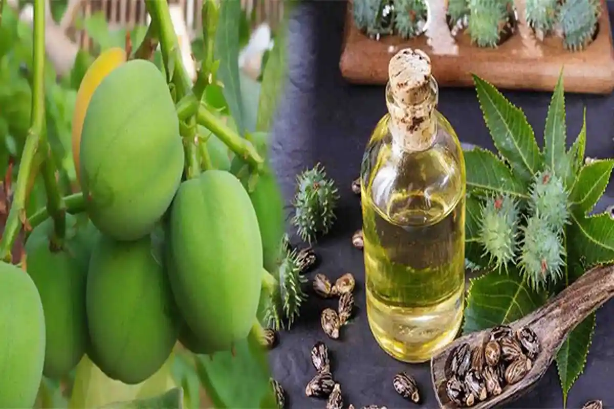 INILAH DERETAN Manfaat Buah Jarak, Buah Jarak Dapat Diolah Menjadi ?