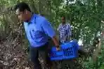 BKSDA Sumsel Lepas Trenggiling