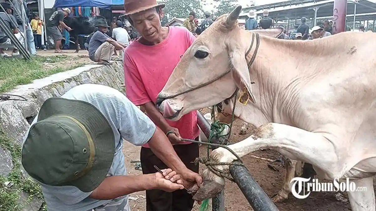 Tuah Pedicure Sapi saat Idul Adha, Kuku Rapi Bisa Kerek Harga Sapi Kurban Rp 300 Ribu