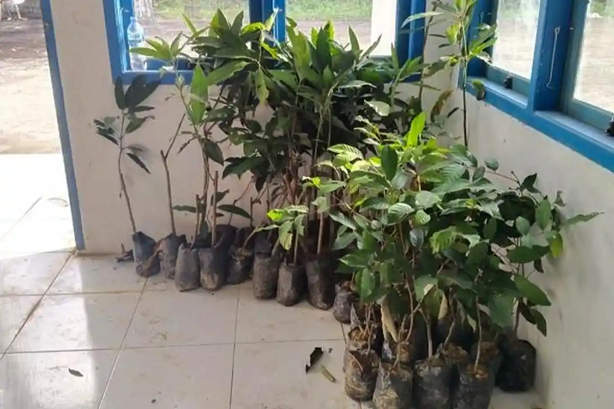 Bibit Durian, Mangga dan Rambutan Diberikan PLN UPDK Kendari ke Petani Desa Mantowu di Buton Sultra