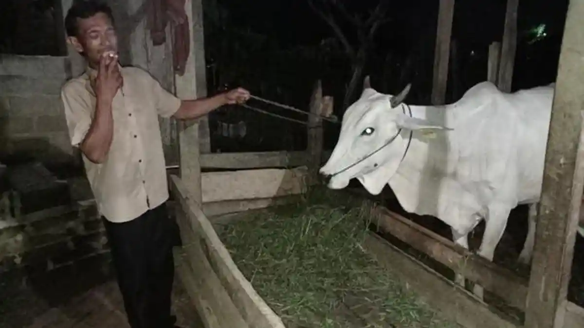 Pemkab Mesuji Lampung Sasar Penyebaran Vaksin LSD ke Kecamatan Tanjung Raya dan Way Serdang