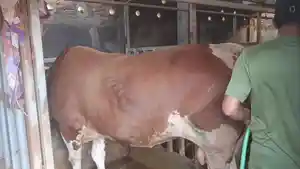 sapi-jumbo-jenis-Simental-milik-warga-Kampung-Surapandan-Cirebon.jpg