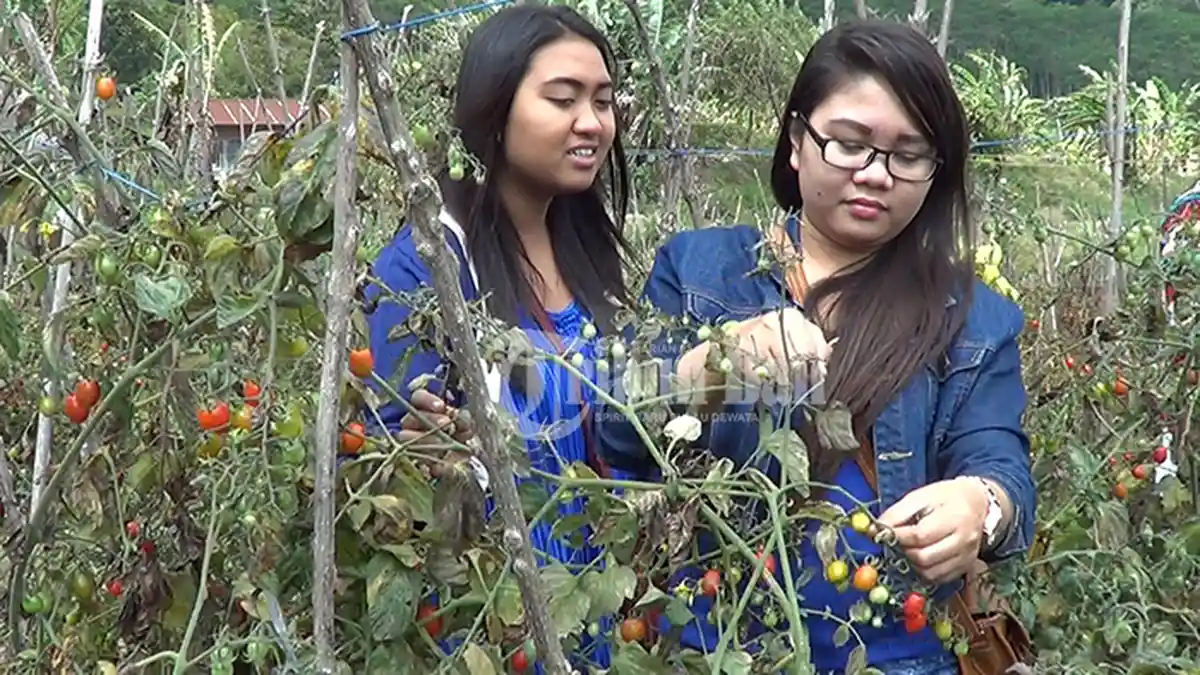 Asyiknya Memetik Tomat Cherry di Danau Buyan