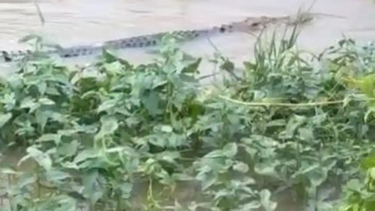 BREAKING NEWS Video Buaya Besar Beredar di Pangandaran, Ada Suara Warga Teriak