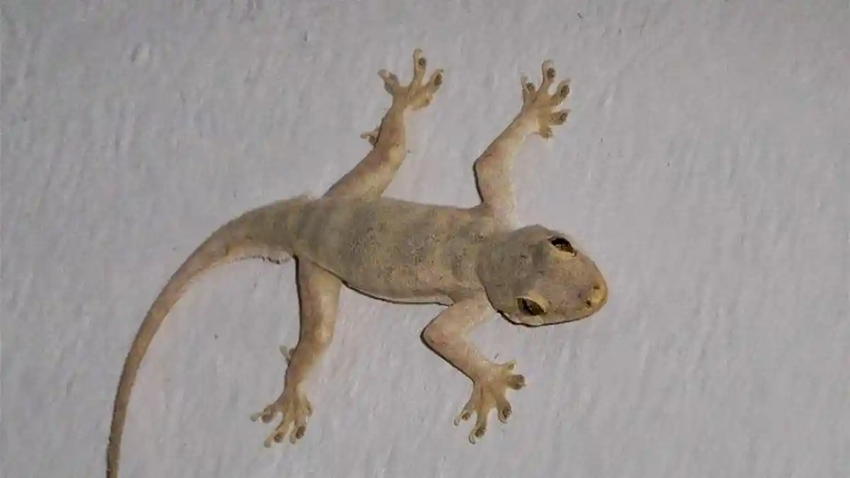 Hanya Hitungan Hari, Cicak di Rumah akan Lenyap Hanya dengan Cara Ampuh Ini