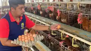 WBP-di-Rutan-Kelas-IIB-Negara-Jembrana-saat-memanen-telur-hasil-ternak-di-wilayah-setempat.jpg