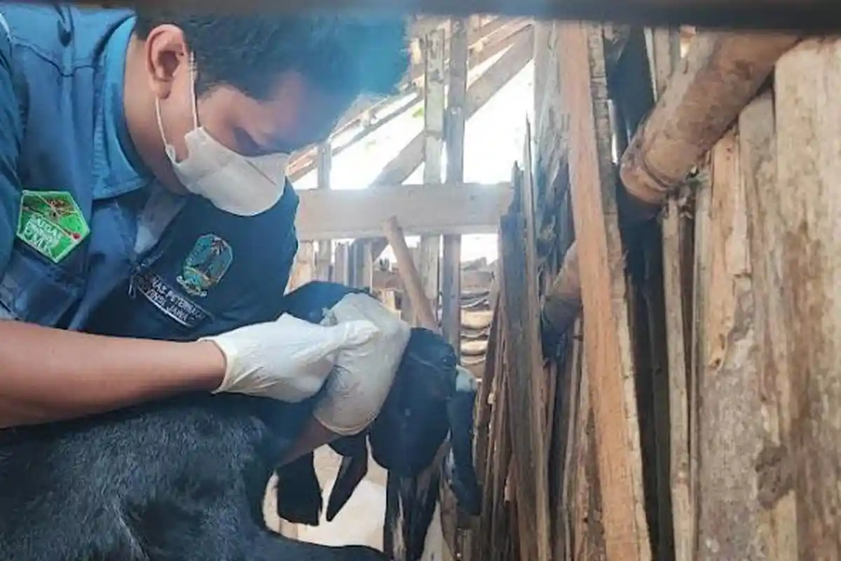 Stok Vaksin Melimpah, Sasaran Vaksinasi PMK Trenggalek Diperluas hingga Kambing dan Domba
