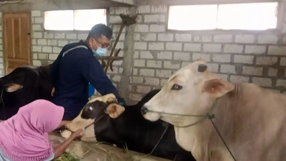 Kasus LSD Meningkat di Pati, Peternak Diminta Cepat Lapor Dispertan Jika Ternaknya Bergejala