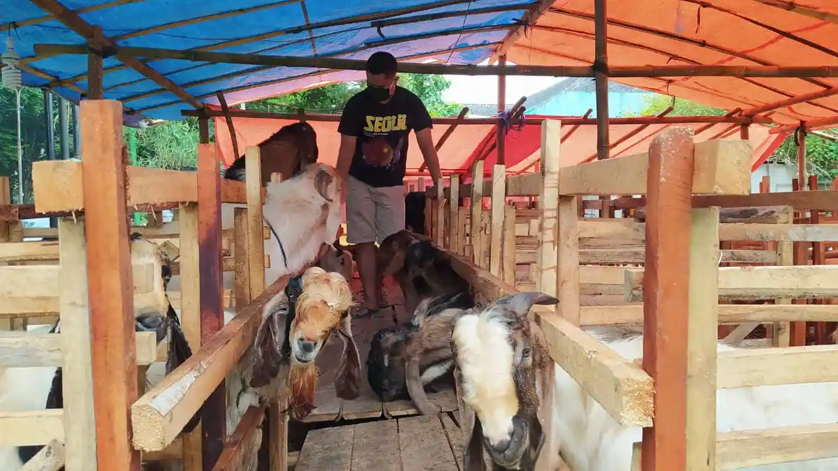 PPKM Darurat, Penjualan Kambing Kurban di Kota Malang Menurun Drastis