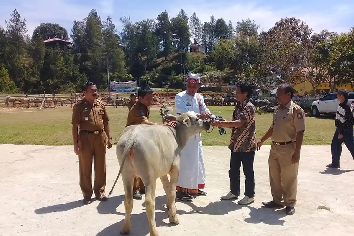 Warga Bittuang dan Masanda Dapat Bantuan 100 Ekor Ternak Kerbau