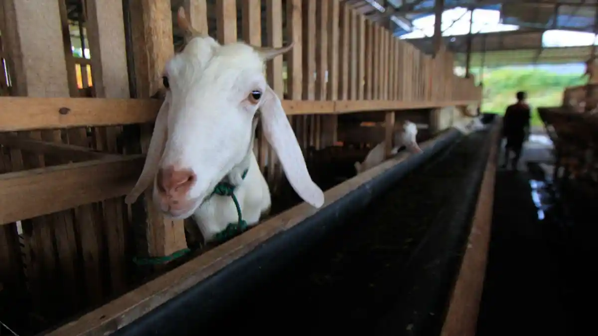 JELANG Idul Adha, 393 Ekor Kambing di Batam Mati, 63 Ekor Dipotong Paksa