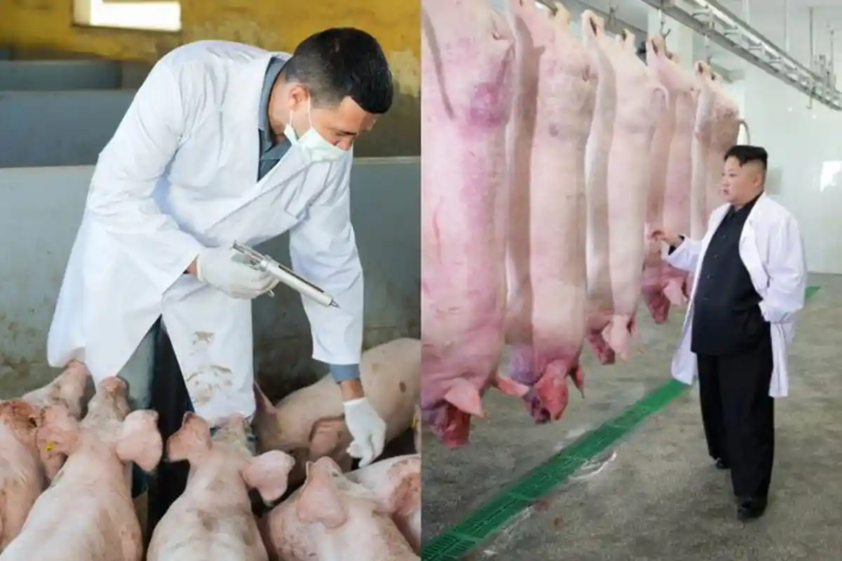 TERUNGKAP Demam Babi Bikin Penduduk Korea Utara Terancam Malapetaka, Ini Kabar yang Berkembang