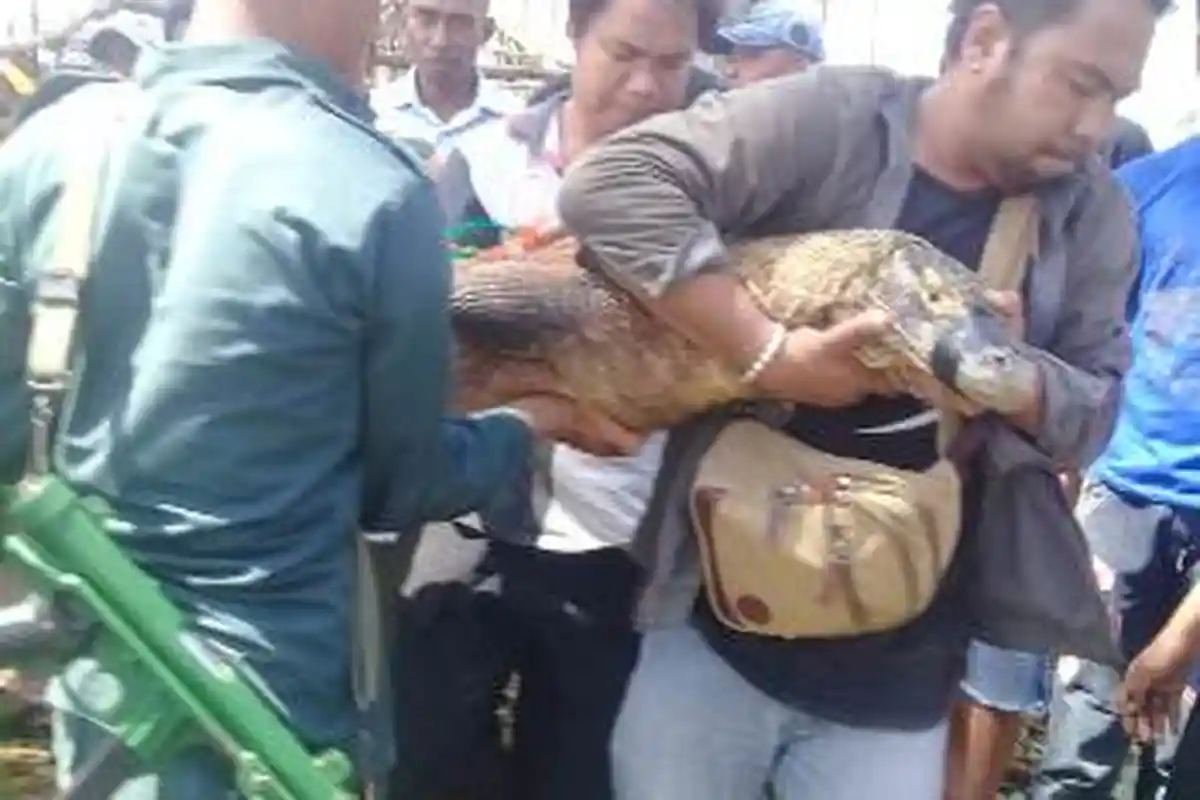 Warga Siapkan 2 Ekor Kambing untuk Ritual Adat Komodo Watu Bari
