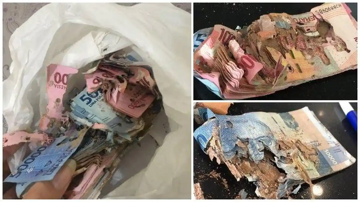 Nyesek! Curhat Putri di Twitter, Uang Rp 10 Juta Disimpan di Lemari Malah Dimakan Rayap