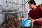 Beternak Kucing Bengal Raup Untung Jutaan Rupiah