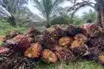 29122025-kelapa-sawit.jpg