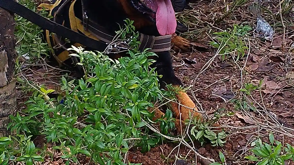 Ini Anjing yang Ditugaskan Mengendalikan Massa di MK