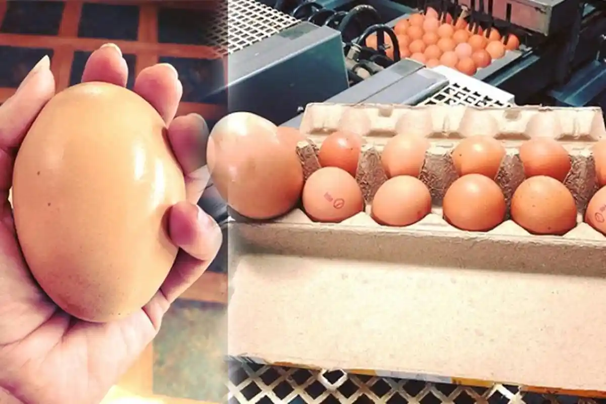 Warga Lembata Heran, Karena Telur yang mereka Beli Berisi Hal ini
