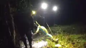 Ular-piton-4-meter-di-atap-kandang-ayam-warga-Lingga.jpg
