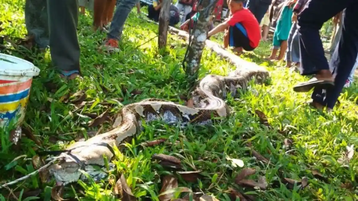 Buat Resah 6 Bulan, Ular  Piton 200 Kg ditangkap Warga Usai Makan Kambing