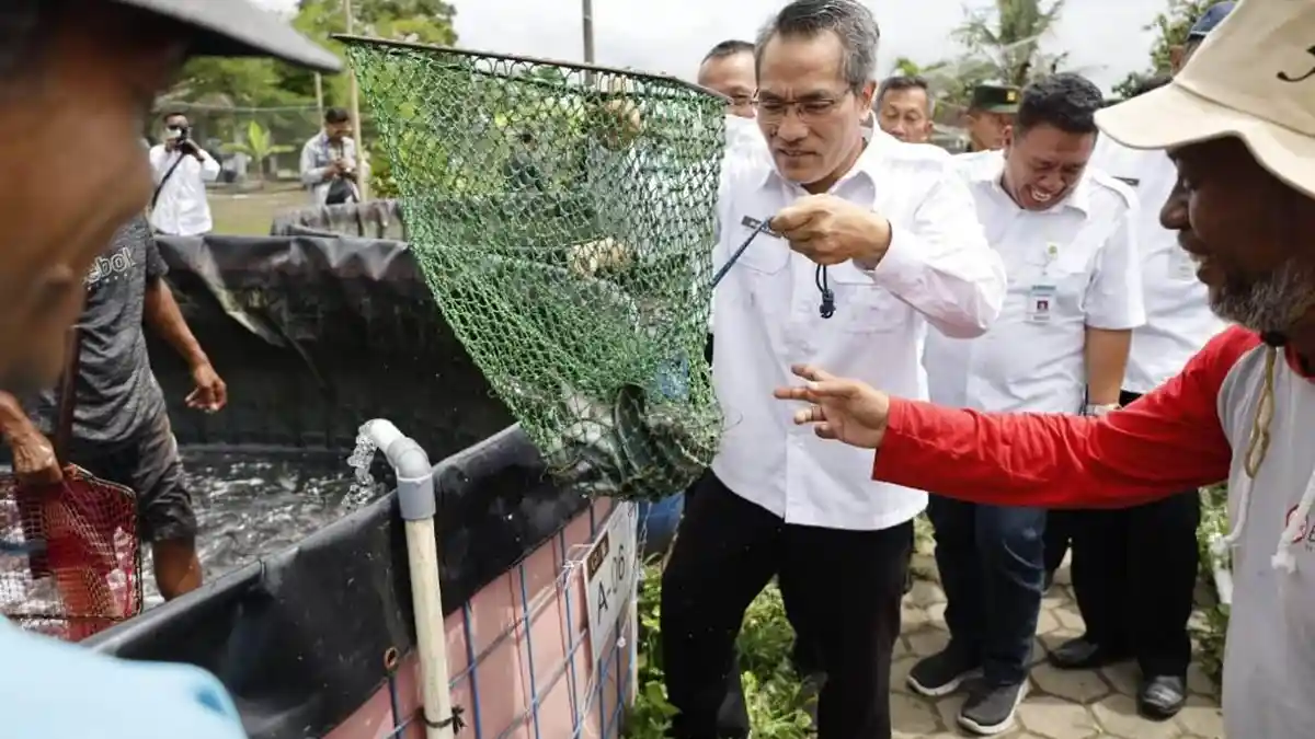 Budidaya Lele di Bantul Terbuka Lebar karena Kebutuhan Konsumsi yang Tinggi