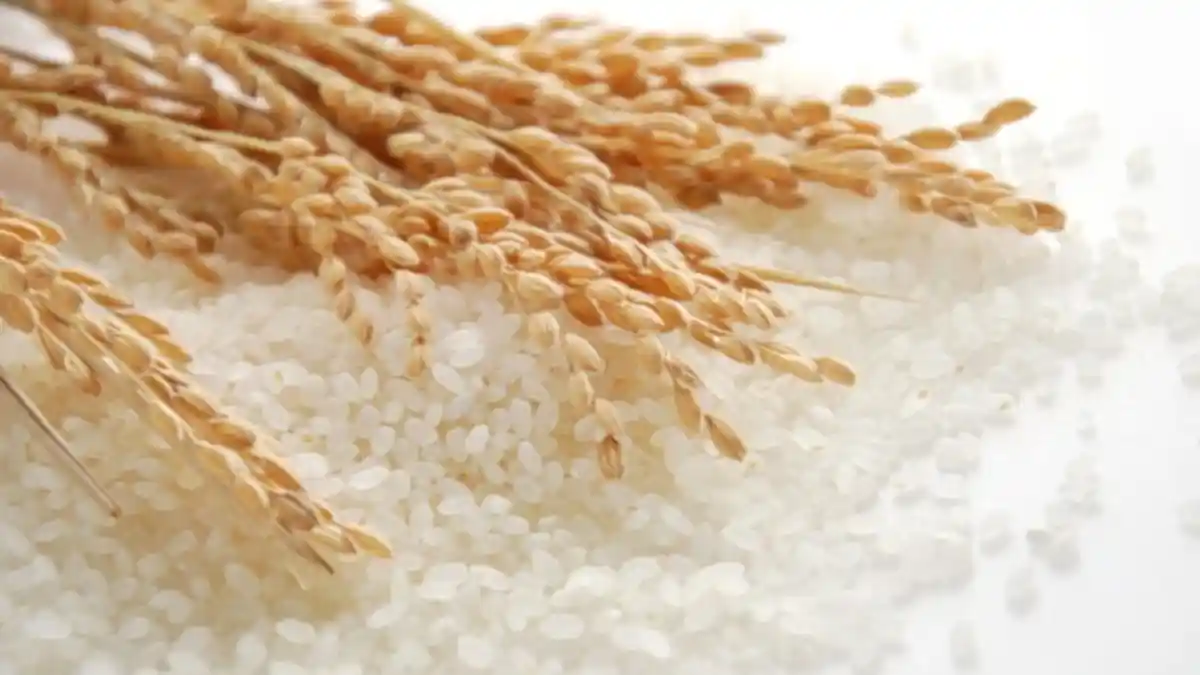 Ibu Wajib Tau! Begini Cara Memasak Nasi Di Rice Cooker Agar Tak Mudah Basi dan Kering