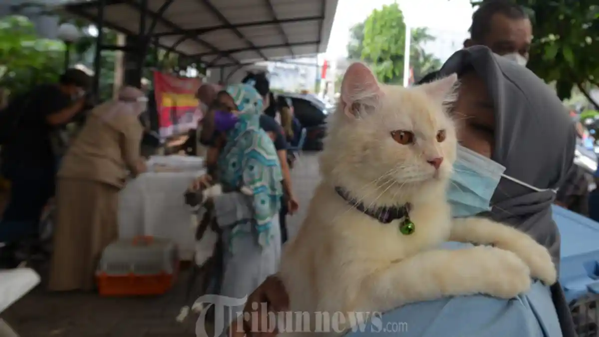 Bagaimana Hukum Memelihara Kucing dalam Islam? Simak Penjelasan Ustadz Khalid Basalamah