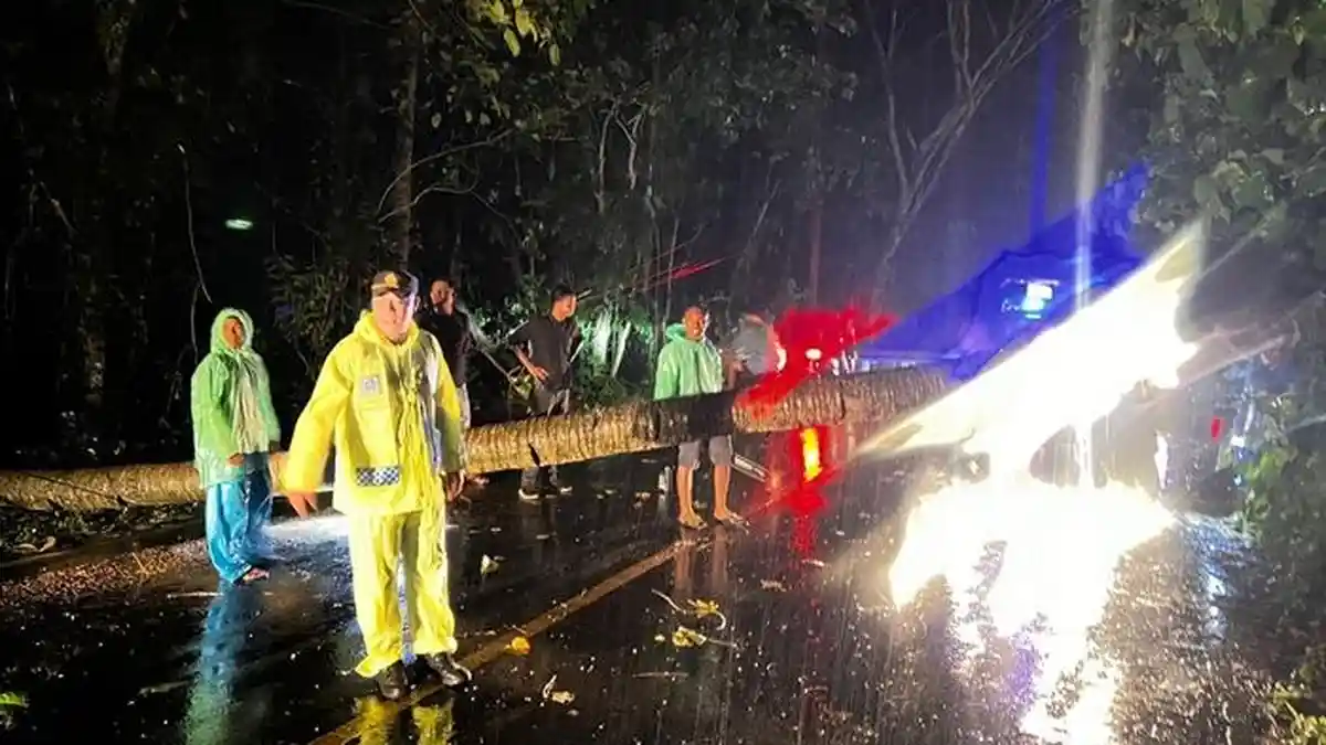 Dampak Cuaca Ekstrem di Minahasa Utara: 2 Pohon Tumbang, Macet Berjam-jam