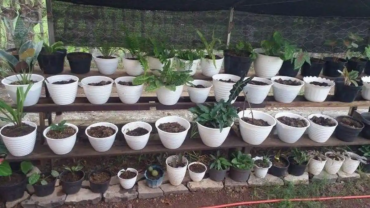 18 Bunga Hias Dicuri Maling, IRT di Banda Aceh Rugi Jutaan Rupiah