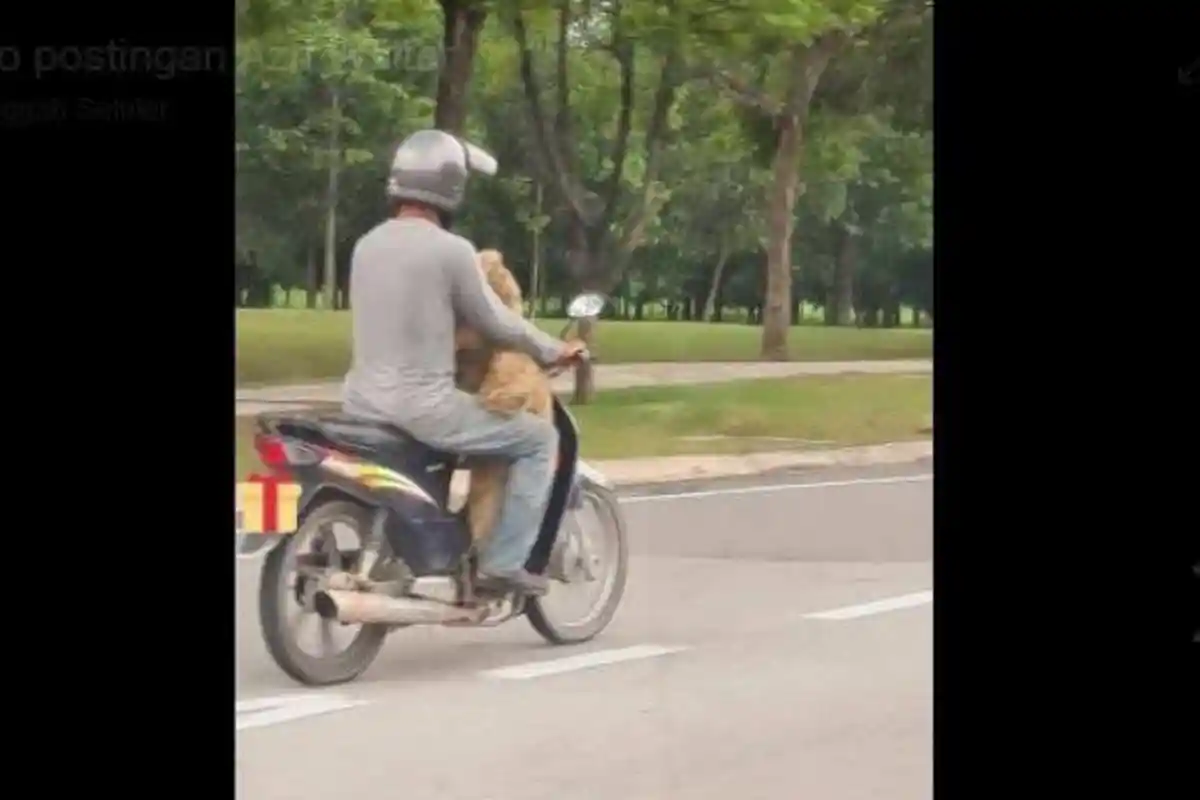 Bikin Mewek, Pungut Boneka Beruang dari Tong Sampah untuk Anaknya, Kata Si Ayah 'Nanti Saya Basuh'