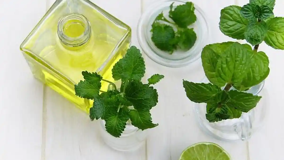 17 Manfaat, Kandungan dan Khasiat Daun Mint, Daun dengan Rasa Unik Ini ...