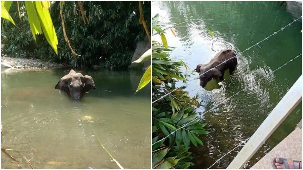 Viral Gajah Hamil Mati Makan Nanas Isi Petasan, Tetap Berdiri Meski Tak Bernyawa