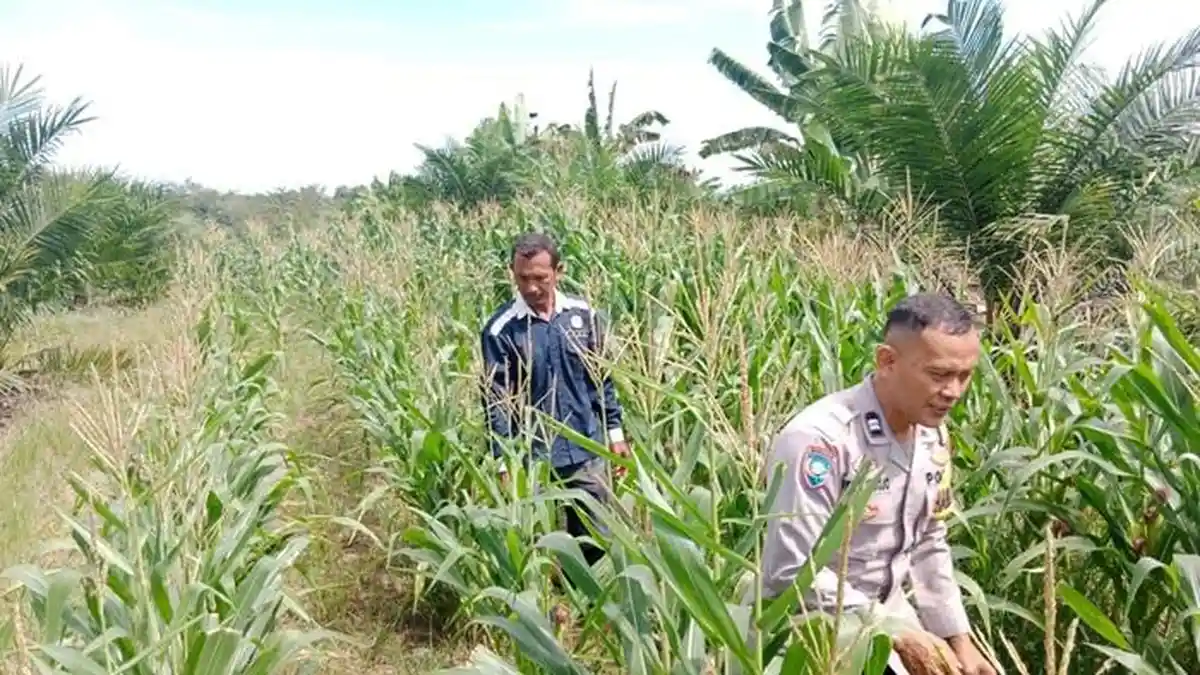 Bhabinkamtibmas Dampingi Petani Cek Pertumbuhan Jagung